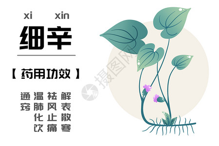 科尔温中草药之细辛插画