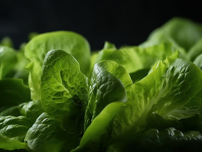 新鲜的生菜绿叶高清图片