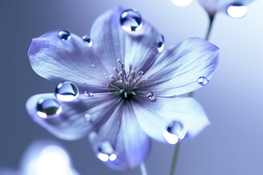 兰花上的雨滴图片