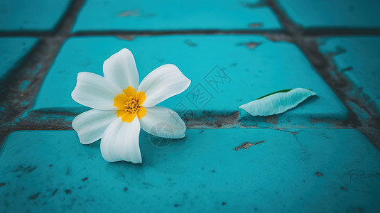 绿松石地面上的一朵白花背景图片