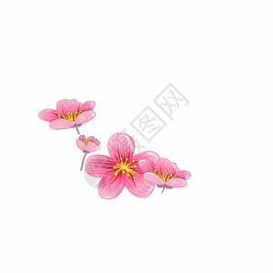 八珍粉樱花GIF高清图片