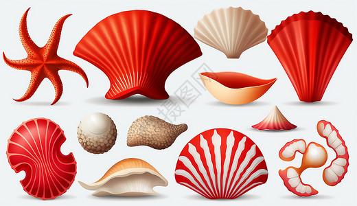 扇贝海星红色的贝壳和海星插画