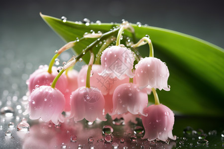 花朵上的水珠雨水铃兰花背景图片