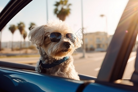 戴眼镜的狗一起去旅行高清图片