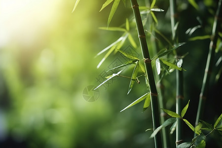 夏日绿意的竹叶竹子图片