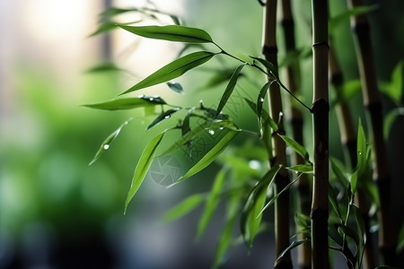 夏日的竹叶竹子背景图片