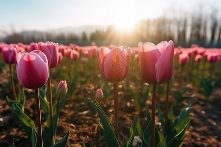 郁金香花朵图片