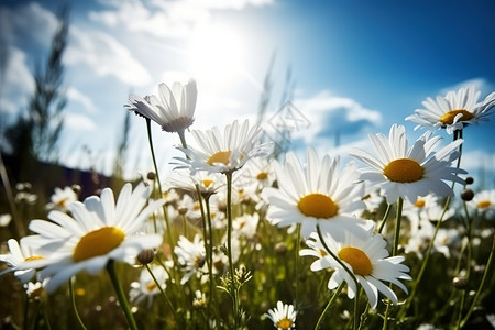 蓝天下的白色小雏菊背景图片