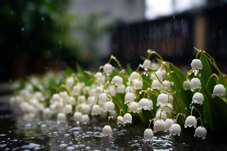 淋雨的白色铃兰图片