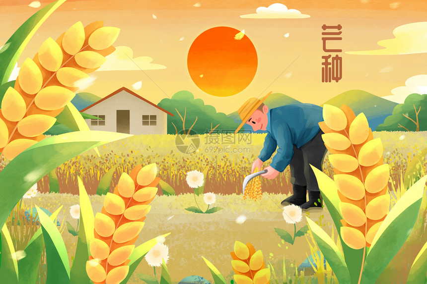 芒种节气夕阳下收麦子的农民插画图片