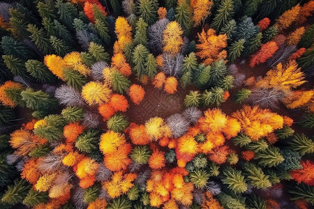 俯视秋天森林高清图片