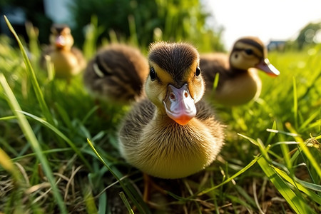 草地上一群可爱的小鸭子家禽图片