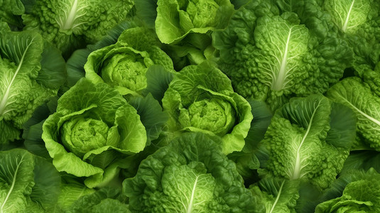 绿色蔬菜菜叶子嫩绿色白菜实拍平铺插画