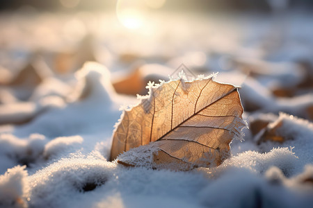 节气霜降树叶上的雪冬天图片