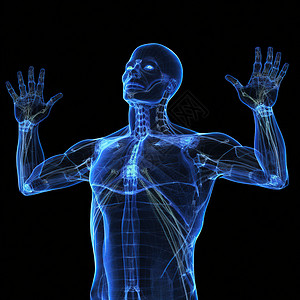 肌肉全身人体全身3D透视科技感健康医疗概念图插画