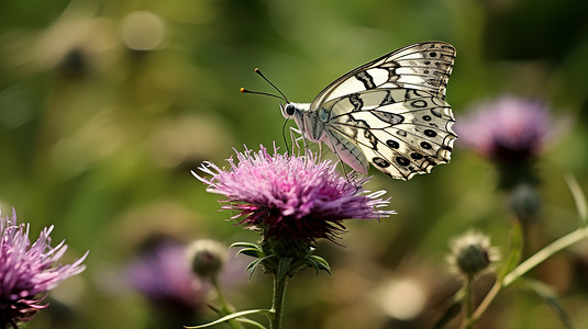 花园里花朵上的白蝴蝶背景图片