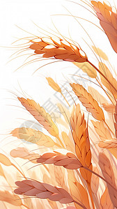 成熟小麦麦穗成熟的小麦插画