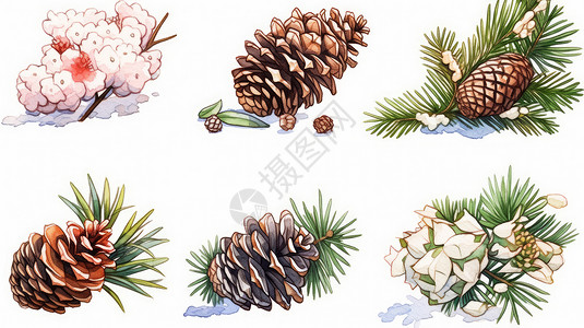 棉花种子卡通松树枝与松树叶子插画