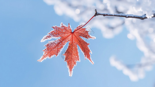 红色一片树叶冬天白雪一片红色的枫叶插画