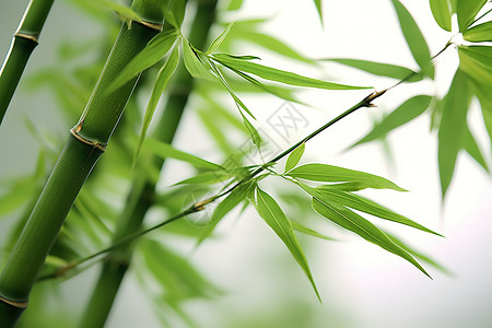 夏天清新翠绿的竹子叶背景图片