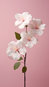 小清新白色小花的背景图片