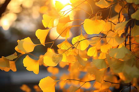 秋天树上的银杏叶高清图片