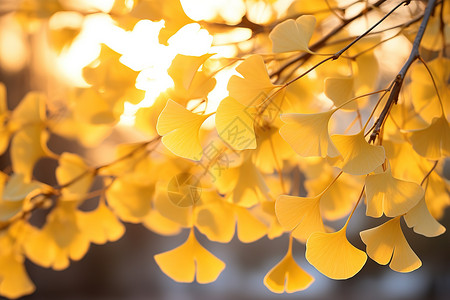 秋天长在树上的黄色银杏叶高清图片