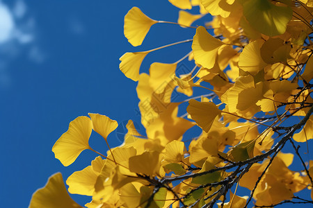 秋天蓝天下的银杏叶背景图片