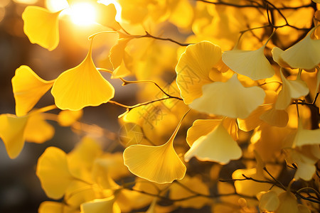 银杏叶秋天深秋气氛图片