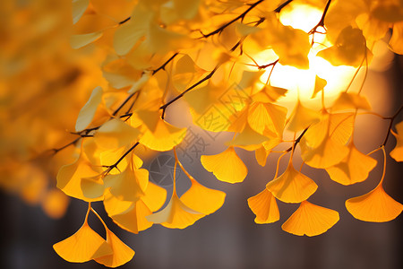 银杏叶深秋气氛背景