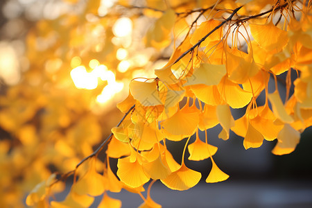 橘黄色银杏叶银杏叶秋分深秋气氛背景