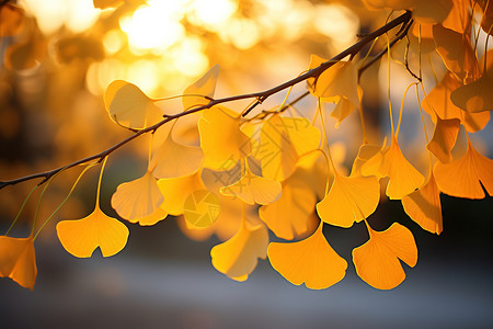 秋分金黄色的银杏叶背景图片