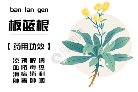 板蓝根植物中草药之板蓝根插画