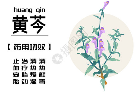 中草药之黄芩背景图片