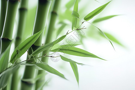 绿色清新夏日竹子背景图片