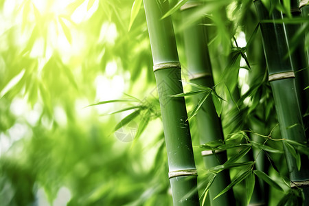绿意清凉的竹子林插画