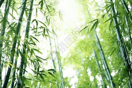 清新早晨早晨绿意清凉的竹子林插画