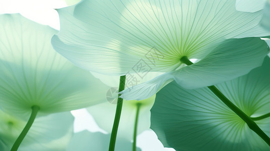 白色透明绿意清凉半透明的荷花叶子插画