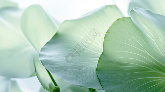 绿色透明花瓶夏日绿色半透明叶子荷叶插画
