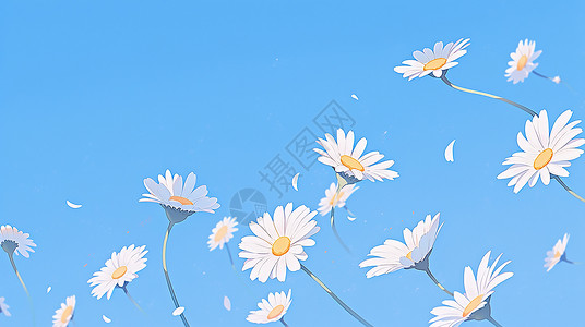 小雏菊插画背景图片