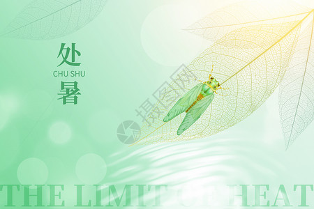 绿色螳螂处暑绿色创意唯美树叶知了设计图片