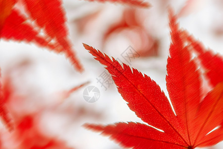 红色唯美创意秋天背景背景图片