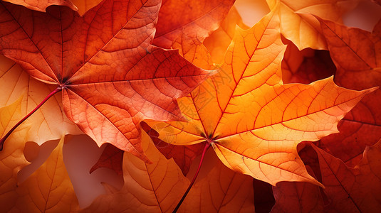 秋天红色的枫叶落叶背景图片