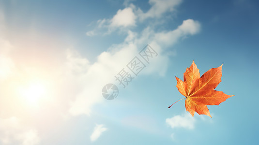 秋分飘落的枫叶背景图片