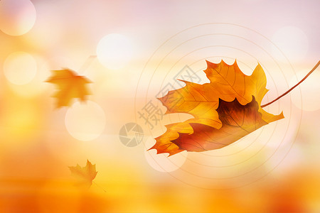 飘落秋天树叶秋天枫叶背景设计图片