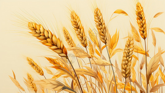 一束金黄色稻谷丰收颗粒饱满的卡通麦子插画
