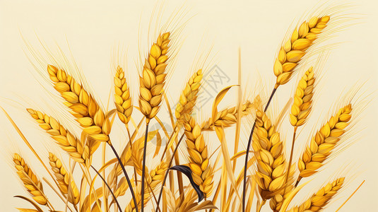 金黄色卡通大粒麦子图片