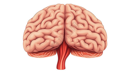 3D人脑解剖创意概念图背景图片