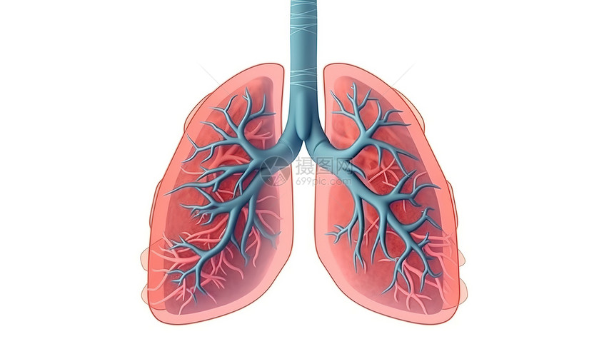 肺部内部器官创意概念图图片