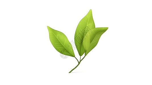 绿茶的叶子插图图片